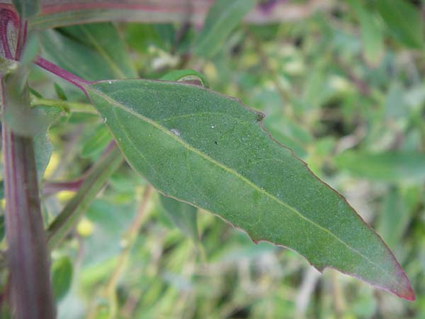 Chenopodium strictum \ Streifen-Gnsefu / Striped Goosefoot, Lateflowering Goosefoot, D Mannheim 24.9.2013