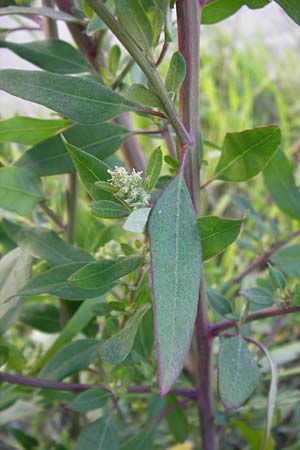 Chenopodium strictum \ Streifen-Gnsefu / Striped Goosefoot, Lateflowering Goosefoot, D Mannheim 24.9.2013