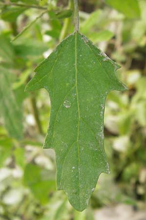 Chenopodium suecicum \ Grner Gnsefu, Schwedischer Gnsefu / Swedish Goosefoot, D Mannheim 25.9.2013
