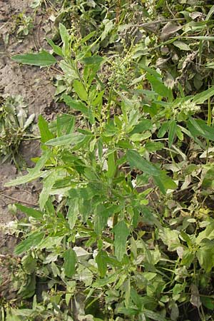 Chenopodium suecicum \ Grner Gnsefu, Schwedischer Gnsefu / Swedish Goosefoot, D Mannheim 25.9.2013