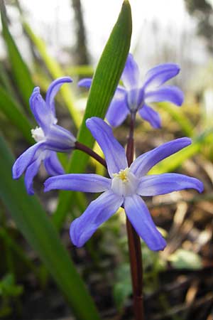 Scilla luciliae \ Lucile-Schneeglanz, Lydische Sternhyazinthe / Boissier's Glory of the Snow, Lucile's Glory of the Snow, D Heppenheim 17.3.2014