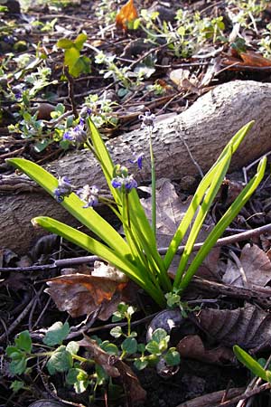 Scilla luciliae \ Lucile-Schneeglanz, Lydische Sternhyazinthe / Boissier's Glory of the Snow, Lucile's Glory of the Snow, D Heppenheim 17.3.2014