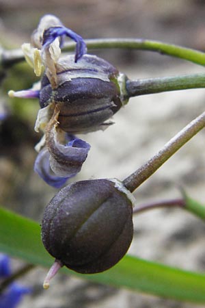Scilla luciliae \ Lucile-Schneeglanz, Lydische Sternhyazinthe / Boissier's Glory of the Snow, Lucile's Glory of the Snow, D Heppenheim 17.3.2014