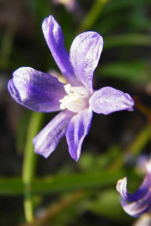 Scilla luciliae \ Lucile-Schneeglanz, Lydische Sternhyazinthe / Boissier's Glory of the Snow, Lucile's Glory of the Snow, D Heppenheim 17.3.2014