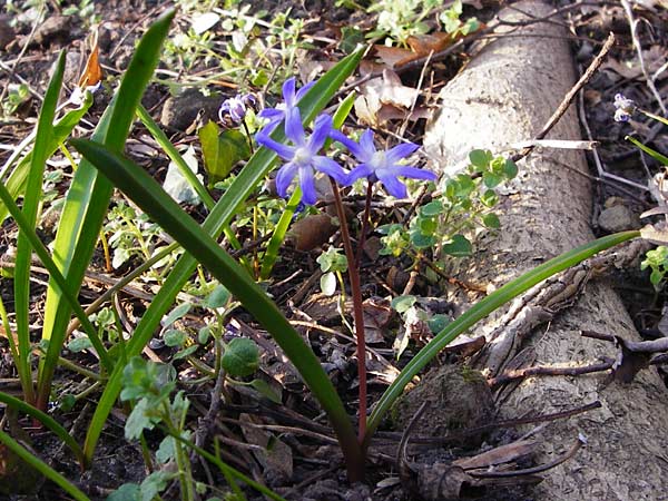 Scilla luciliae \ Lucile-Schneeglanz, Lydische Sternhyazinthe / Boissier's Glory of the Snow, Lucile's Glory of the Snow, D Heppenheim 17.3.2014