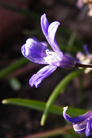 Scilla luciliae \ Lucile-Schneeglanz, Lydische Sternhyazinthe / Boissier's Glory of the Snow, Lucile's Glory of the Snow, D Heppenheim 17.3.2014