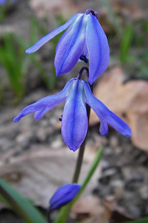 Scilla siberica agg. \ Sibirischer Blaustern / Siberian Squill, D Mannheim 19.3.2014