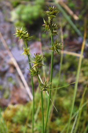Carex spicata \ Stachel-Segge, Korkfrchtige Segge / Spicate Sedge, Prickly Sedge, D Odenwald, Erbach 30.5.2014
