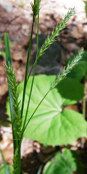 Carex sylvatica \ Wald-Segge / Wood Sedge, D Zwiesel 9.6.2014