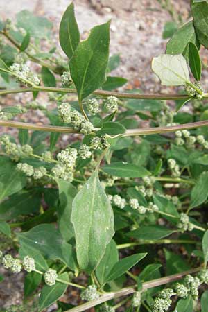 Chenopodium strictum \ Streifen-Gnsefu / Striped Goosefoot, Lateflowering Goosefoot, D Mannheim 28.9.2014
