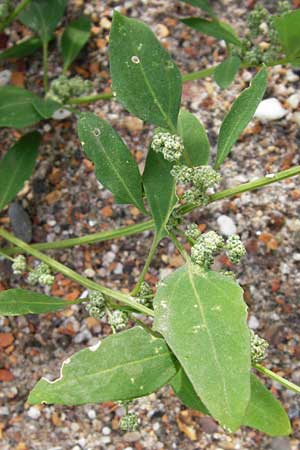 Chenopodium strictum \ Streifen-Gnsefu / Striped Goosefoot, Lateflowering Goosefoot, D Mannheim 28.9.2014