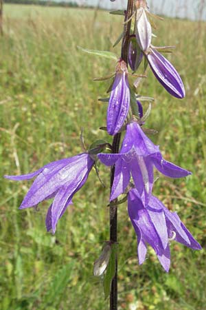 Campanula rapunculoides \ Acker-Glockenblume / Creeping Bellflower, D Neuleiningen 1.7.2006