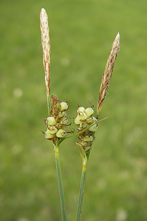 Carex tomentosa, Filz-Segge Carex tomentosa, Filz-Segge