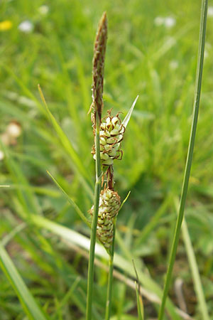 Carex tomentosa \ Filz-Segge / Downy-Fruited Sedge, D Lampertheim 1.5.2009