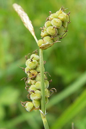 Carex tomentosa \ Filz-Segge / Downy-Fruited Sedge, D Lampertheim 16.5.2009