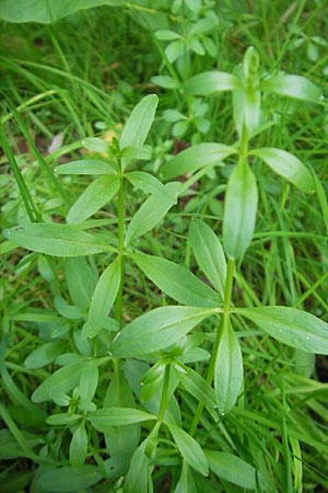 Galium palustre agg. \ Sumpf-Labkraut / Common Marsh Bedstraw, D Römerberg 9.9.2009