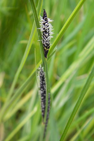 Carex acuta \ Schlank-Segge, Spitz-Segge / Acute Sedge, Slender Tufted Sedge, D Günzburg 8.5.2010