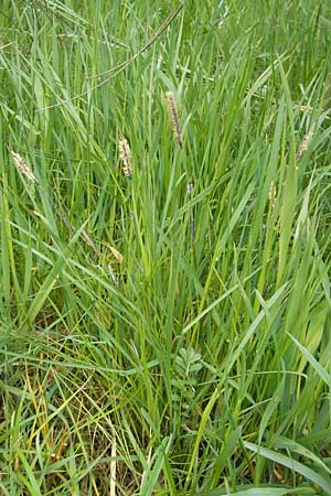 Carex acuta \ Schlank-Segge, Spitz-Segge / Acute Sedge, Slender Tufted Sedge, D Günzburg 8.5.2010