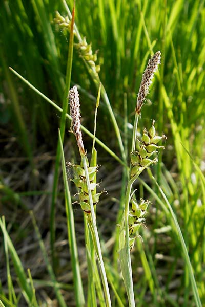 Carex panicea \ Hirse-Segge / Carnation Sedge, D Graben-Neudorf 9.5.2011