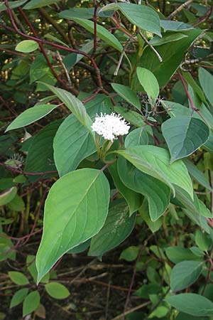 Cornus alba agg. \ Tatarischer Hartriegel / Red-Barked Dogwood, Siberian Dogwood, D Mannheim 10.8.2011