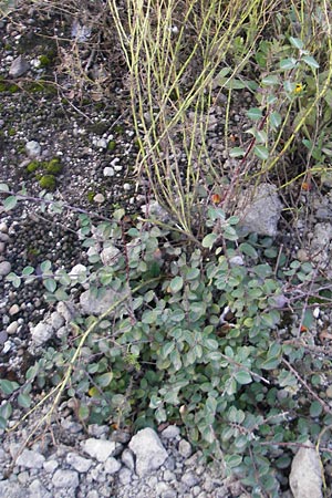 Cotoneaster integerrimus \ Gewhnliche Zwergmispel / Wild Cotoneaster, D Ludwigshafen 19.10.2011