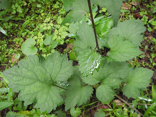 Campanula trachelium \ Nesselblttrige Glockenblume / Nettle-Leaved Bellflower, D Eberbach 17.7.2012