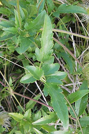 Clematis tangutica \ Gold-Waldrebe, Mongolische Waldrebe / Golden Clematis, D Heidelberg 2.8.2012