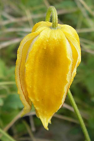 Clematis tangutica \ Gold-Waldrebe, Mongolische Waldrebe / Golden Clematis, D Heidelberg 2.8.2012