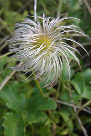 Clematis tangutica \ Gold-Waldrebe, Mongolische Waldrebe / Golden Clematis, D Heidelberg 2.8.2012