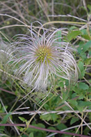 Clematis tangutica \ Gold-Waldrebe, Mongolische Waldrebe / Golden Clematis, D Heidelberg 2.8.2012