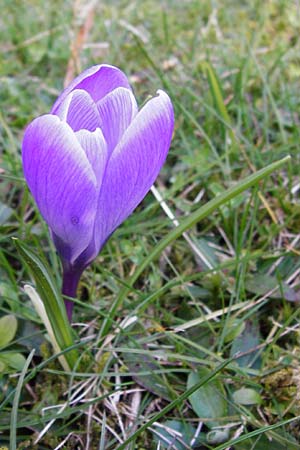Crocus vernus s.l. \ Fr�hlings-Krokus / Spring Crocus, D Odenwald, Lindenfels 4.3.2014