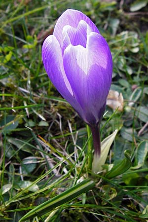 Crocus vernus s.l. \ Fr�hlings-Krokus / Spring Crocus, D Odenwald, Lindenfels 4.3.2014