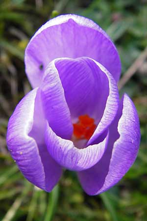 Crocus vernus s.l. \ Fr�hlings-Krokus / Spring Crocus, D Odenwald, Lindenfels 4.3.2014