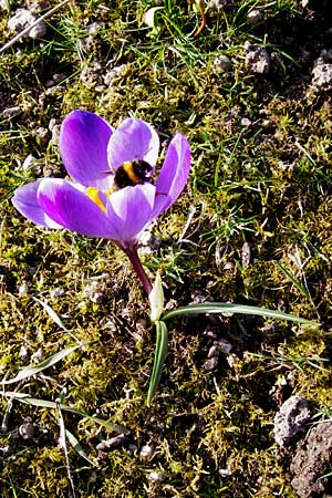 Crocus vernus s.l. \ Fr�hlings-Krokus / Spring Crocus, D Odenwald, Lindenfels 4.3.2014