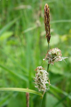 Carex tomentosa \ Filz-Segge / Downy-Fruited Sedge, D Mannheim 29.4.2014