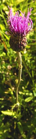 Cirsium tuberosum \ Knollige Kratzdistel, Knollen-Kratzdistel / Tuberous Thistle, D Ketsch 2.7.2014