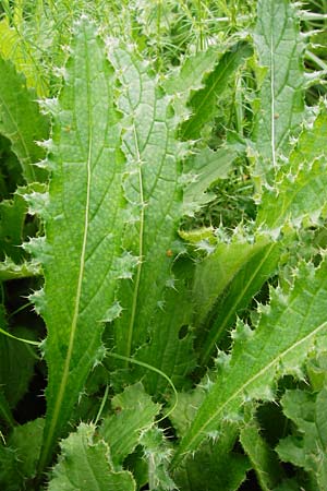 Cirsium tuberosum \ Knollige Kratzdistel, Knollen-Kratzdistel / Tuberous Thistle, D Oppenheim 9.8.2014