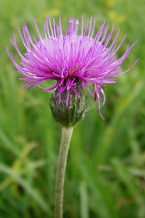 Cirsium tuberosum \ Knollige Kratzdistel, Knollen-Kratzdistel / Tuberous Thistle, D Oppenheim 9.8.2014