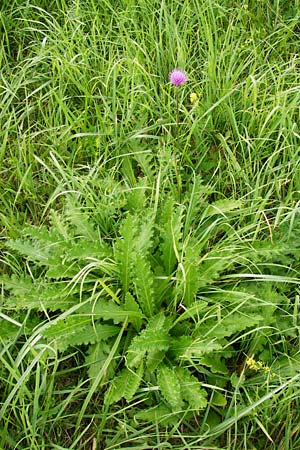 Cirsium tuberosum \ Knollige Kratzdistel, Knollen-Kratzdistel / Tuberous Thistle, D Oppenheim 9.8.2014