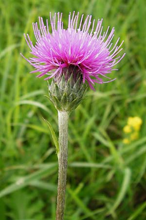 Cirsium tuberosum \ Knollige Kratzdistel, Knollen-Kratzdistel / Tuberous Thistle, D Oppenheim 9.8.2014