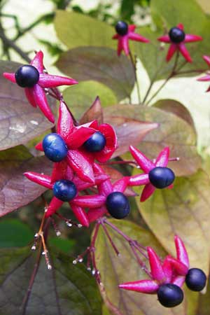 Clerodendrum trichotomum \ Japanischer Losbaum / Harlequin Glory Bower, Chance Tree, D Mannheim 28.9.2014