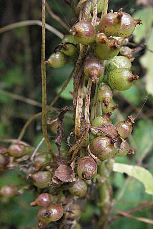 Cuscuta lupuliformis \ Weiden-Seide / Willow Dodder, D Pfalz, Speyer 28.7.2007