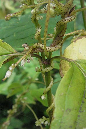 Cuscuta lupuliformis \ Weiden-Seide / Willow Dodder, D Pfalz, Speyer 28.7.2007