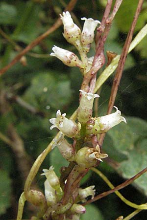 Cuscuta lupuliformis \ Weiden-Seide / Willow Dodder, D Pfalz, Speyer 28.7.2007