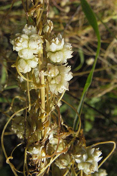 Cuscuta epilinum \ Flachs-Seide / Flax Dodder, D Botan. Gar.  Universit.  Mainz 4.8.2007