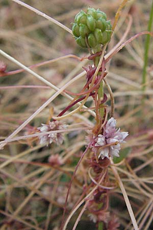 Cuscuta epithymum \ Quendel-Seide, D Neuleiningen 3.7.2007