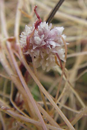 Cuscuta epithymum \ Quendel-Seide, D Neuleiningen 3.7.2007