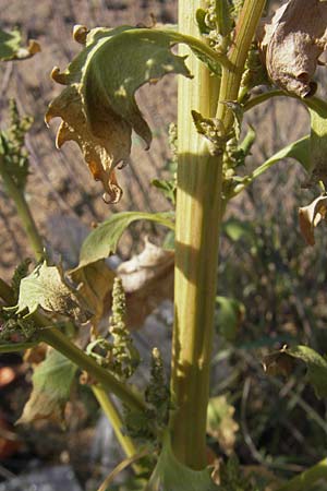 Chenopodium rhombifolium \ Sgeblttriger Gnsefu / Serrate-Leaved Goosefoot, D Mannheim 6.9.2009