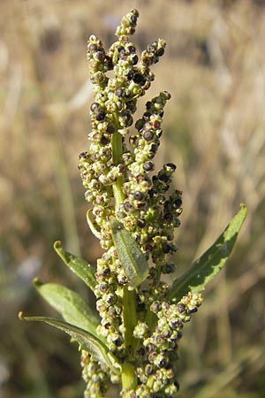 Chenopodium rhombifolium \ Sgeblttriger Gnsefu / Serrate-Leaved Goosefoot, D Mannheim 6.9.2009