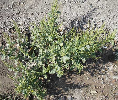 Chenopodium rhombifolium \ Sgeblttriger Gnsefu / Serrate-Leaved Goosefoot, D Mannheim 6.9.2009